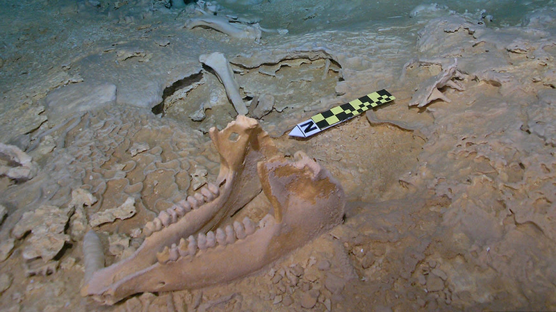A tapir jawbone.